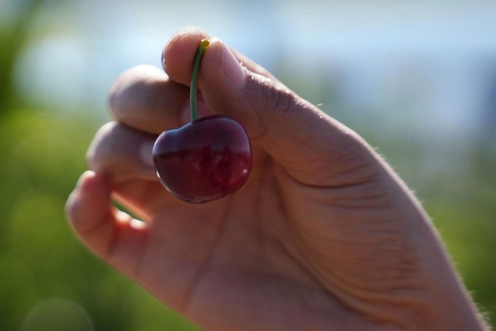 智利吉制启动樱桃采收 首批已发往中国